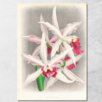 Illustrazioni Botaniche Laelia Elegans Jean Jules Linden jjl90 quadro stampato su tela