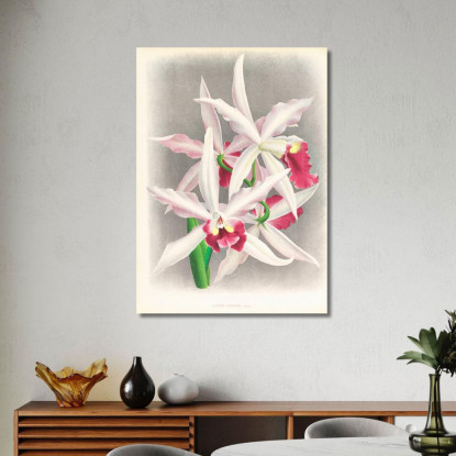 Illustrazioni Botaniche Laelia Elegans Jean Jules Linden jjl90 quadro stampato su tela