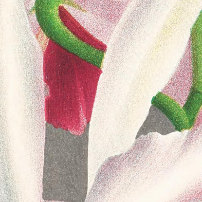 Illustrazioni Botaniche Laelia Elegans Jean Jules Linden jjl90 quadro stampato su tela