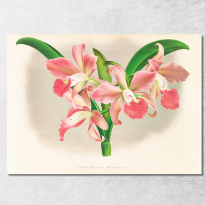Illustrazioni Botaniche Laella Elegans Var Houtteana Jean Jules Linden jjl91 quadro stampato su tela
