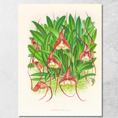 Illustrazioni Botaniche Masdevallia Bella Jean Jules Linden jjl93 quadro stampato su tela
