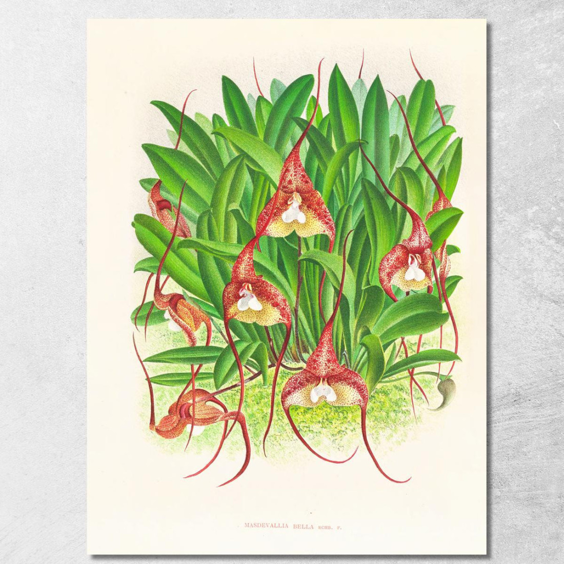 Illustrazioni Botaniche Masdevallia Bella Jean Jules Linden jjl93 quadro stampato su tela