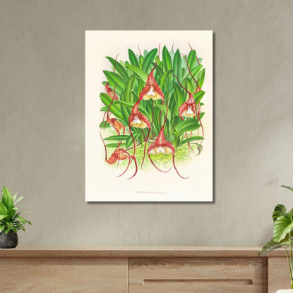 Illustrazioni Botaniche Masdevallia Bella Jean Jules Linden jjl93 quadro stampato su tela
