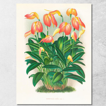 Illustrazioni Botaniche Masdevallia Ignea Jean Jules Linden jjl94 quadro stampato su tela