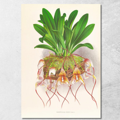 Illustrazioni Botaniche Masdevallia Roezli Jean Jules Linden jjl97 quadro stampato su tela
