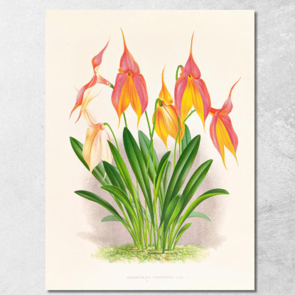 Illustrazioni Botaniche Masdevallia Veitchiana Jean Jules Linden jjl98 quadro stampato su tela
