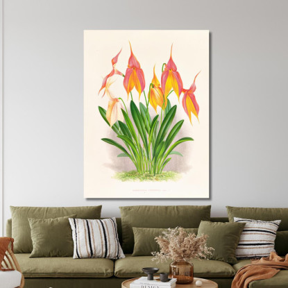 Illustrazioni Botaniche Masdevallia Veitchiana Jean Jules Linden jjl98 quadro stampato su tela