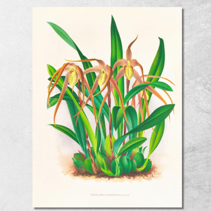 Illustrazioni Botaniche Maxillaria Longisepala Jean Jules Linden jjl99 quadro stampato su tela