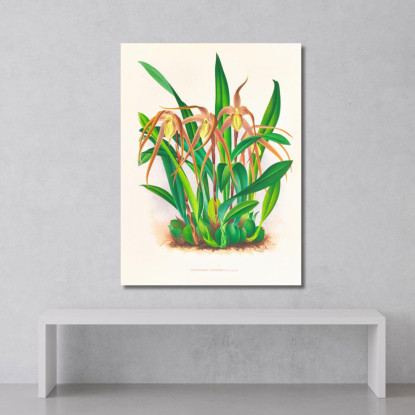 Illustrazioni Botaniche Maxillaria Longisepala Jean Jules Linden jjl99 quadro stampato su tela