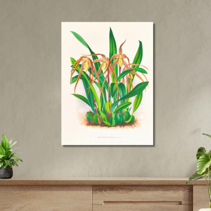 Illustrazioni Botaniche Maxillaria Longisepala Jean Jules Linden jjl99 quadro stampato su tela