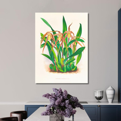 Illustrazioni Botaniche Maxillaria Longisepala Jean Jules Linden jjl99 quadro stampato su tela