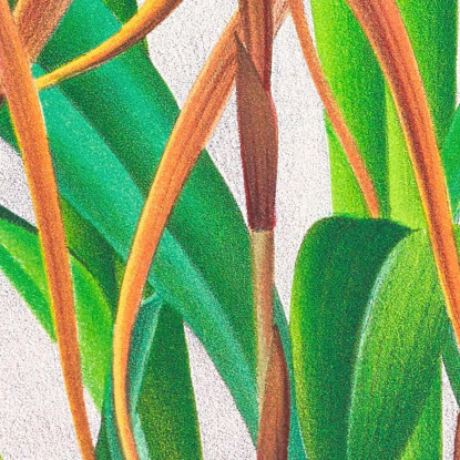 Illustrazioni Botaniche Maxillaria Longisepala Jean Jules Linden jjl99 quadro stampato su tela