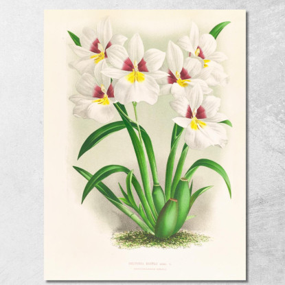 Illustrazioni Botaniche Miltonia Roezli Jean Jules Linden jjl101 quadro stampato su tela