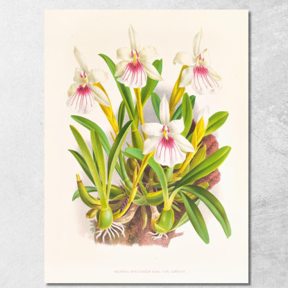 Illustrazioni Botaniche Miltonia Spectabilis Jean Jules Linden jjl102 quadro stampato su tela