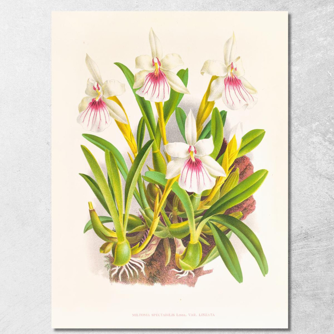 Illustrazioni Botaniche Miltonia Spectabilis Jean Jules Linden jjl102 quadro stampato su tela