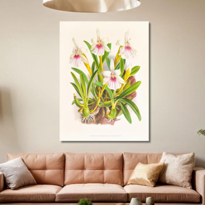 Illustrazioni Botaniche Miltonia Spectabilis Jean Jules Linden jjl102 quadro stampato su tela