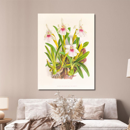Illustrazioni Botaniche Miltonia Spectabilis Jean Jules Linden jjl102 quadro stampato su tela