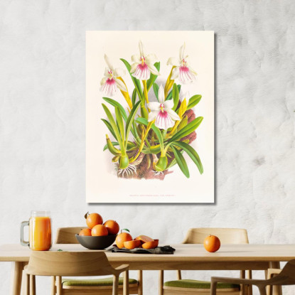 Illustrazioni Botaniche Miltonia Spectabilis Jean Jules Linden jjl102 quadro stampato su tela