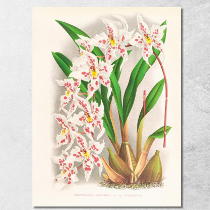 Illustrazioni Botaniche Odontoglossum Alexandrae Var Cutsemianum Jean Jules Linden jjl104 quadro stampato su tela
