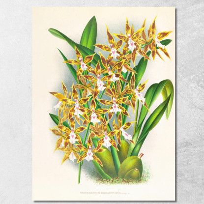 Illustrazioni Botaniche Odontoglossum Boddaertianum Jean Jules Linden jjl106 quadro stampato su tela