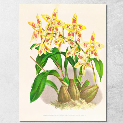 Illustrazioni Botaniche Odontoglossum Coradinei Var Grandiflorum Jean Jules Linden jjl107 quadro stampato su tela