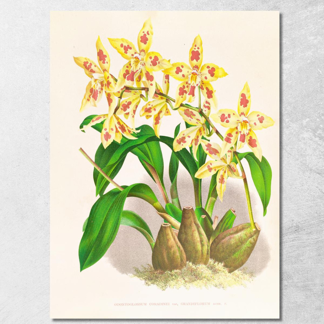 Illustrazioni Botaniche Odontoglossum Coradinei Var Grandiflorum Jean Jules Linden jjl107 quadro stampato su tela