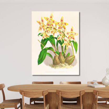 Illustrazioni Botaniche Odontoglossum Coradinei Var Grandiflorum Jean Jules Linden jjl107 quadro stampato su tela
