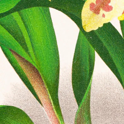 Illustrazioni Botaniche Odontoglossum Coradinei Var Grandiflorum Jean Jules Linden jjl107 quadro stampato su tela