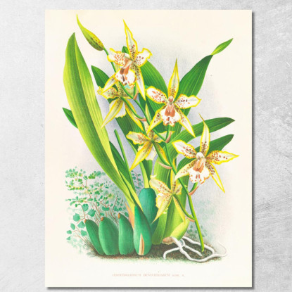 Illustrazioni Botaniche Odontoglossum Duvivierianum Jean Jules Linden jjl108 quadro stampato su tela