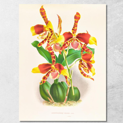 Illustrazioni Botaniche Odontoglossum Grande Jean Jules Linden jjl109 quadro stampato su tela