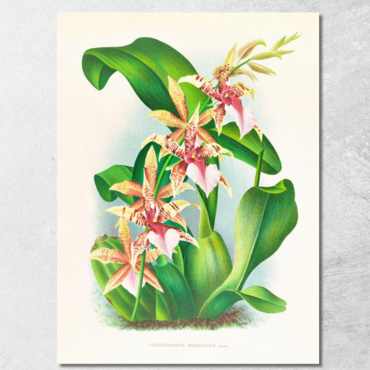 Illustrazioni Botaniche Odontoglossum Hastilabium Jean Jules Linden jjl110 quadro stampato su tela