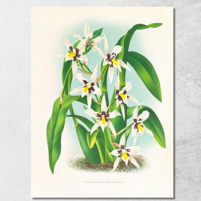 Illustrazioni Botaniche Odontoglossum Maxillare Jean Jules Linden jjl113 quadro stampato su tela