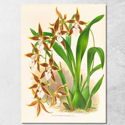 Illustrazioni Botaniche Odontoglossum Nevadense Jean Jules Linden jjl114 quadro stampato su tela