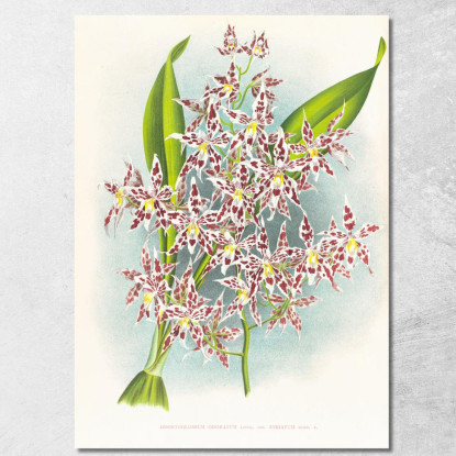 Illustrazioni Botaniche Odontoglossum Odoratum Var Striatum Jean Jules Linden jjl115 quadro stampato su tela