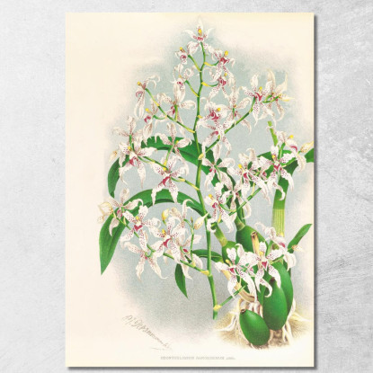 Illustrazioni Botaniche Odontoglossum Ramosissimum Jean Jules Linden jjl116 quadro stampato su tela