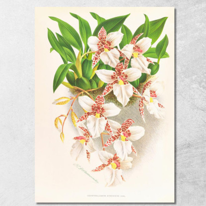 Illustrazioni Botaniche Odontoglossum Rubescens Jean Jules Linden jjl117 quadro stampato su tela