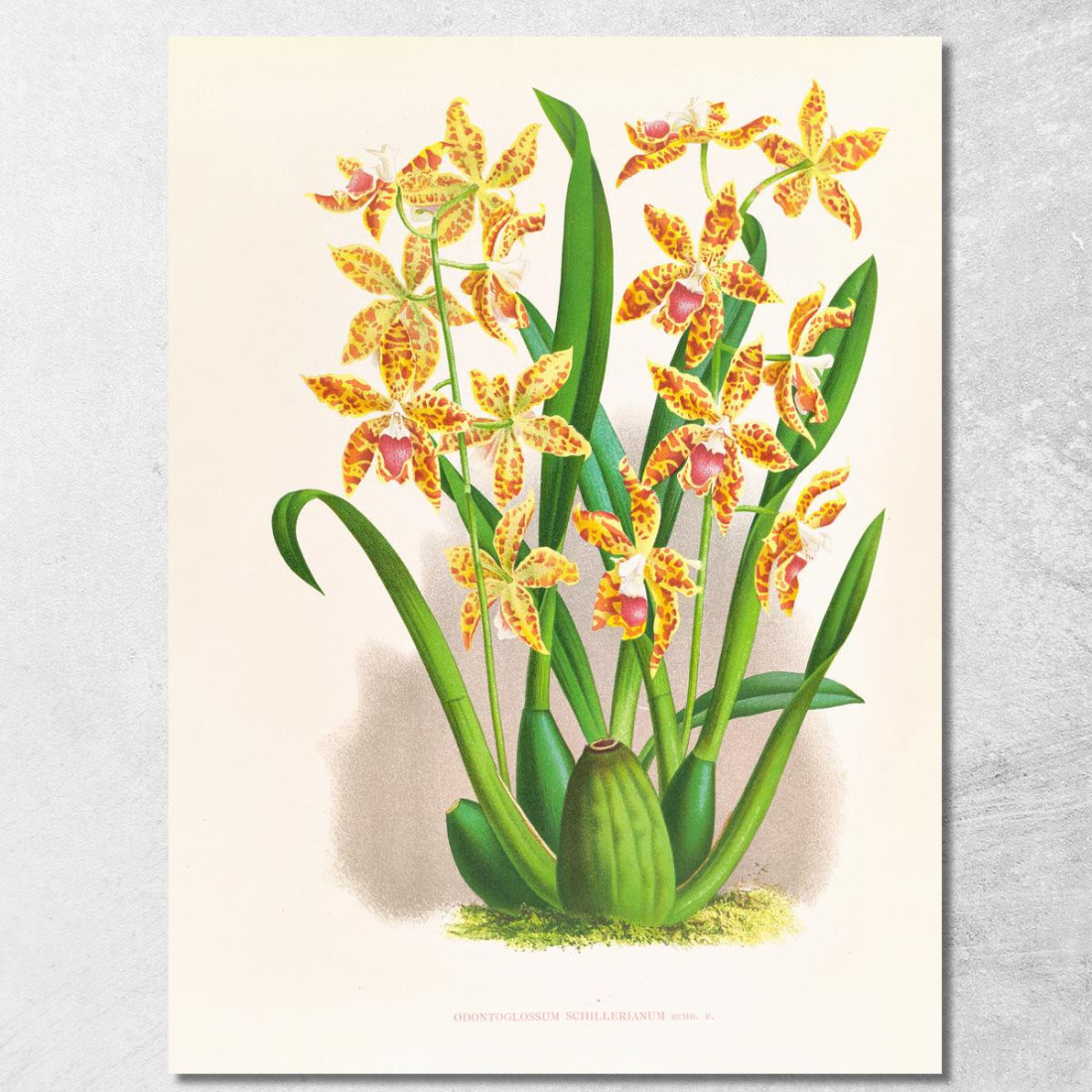 Illustrazioni Botaniche Odontoglossum Schillerianum Jean Jules Linden jjl119 quadro stampato su tela
