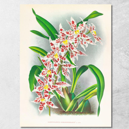 Illustrazioni Botaniche Odontoglossum Schlesingerianum Jean Jules Linden jjl120 quadro stampato su tela