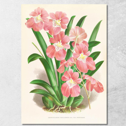 Illustrazioni Botaniche Odontoglossum Vexillarium Jean Jules Linden jjl121 quadro stampato su tela