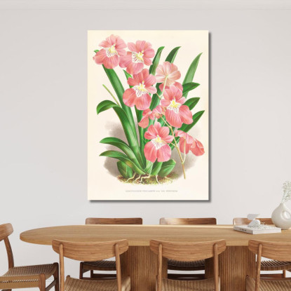 Illustrazioni Botaniche Odontoglossum Vexillarium Jean Jules Linden jjl121 quadro stampato su tela