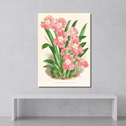 Illustrazioni Botaniche Odontoglossum Vexillarium Jean Jules Linden jjl121 quadro stampato su tela
