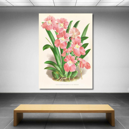 Illustrazioni Botaniche Odontoglossum Vexillarium Jean Jules Linden jjl121 quadro stampato su tela