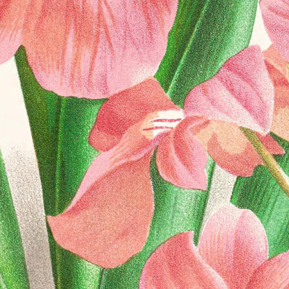 Illustrazioni Botaniche Odontoglossum Vexillarium Jean Jules Linden jjl121 quadro stampato su tela