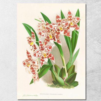 Illustrazioni Botaniche Odontoglossum Wilckeanum Albens Jean Jules Linden jjl122 quadro stampato su tela
