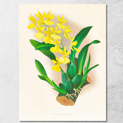Illustrazioni Botaniche Oncidium Concolor Jean Jules Linden jjl124 quadro stampato su tela