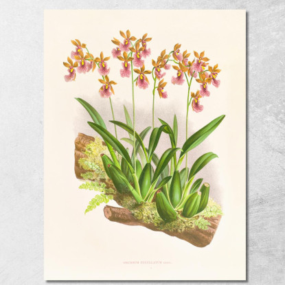 Illustrazioni Botaniche Oncidium Cucullatum Jean Jules Linden jjl125 quadro stampato su tela