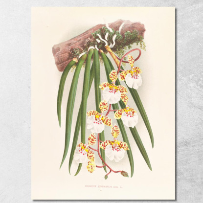 Illustrazioni Botaniche Oncidium Jonesianum Jean Jules Linden jjl126 quadro stampato su tela