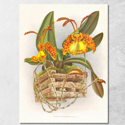 Illustrazioni Botaniche Oncidium Kramerianum Jean Jules Linden jjl127 quadro stampato su tela