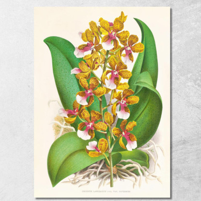 Illustrazioni Botaniche Oncidium Lannceanum Jean Jules Linden jjl128 quadro stampato su tela