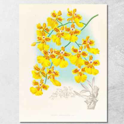 Illustrazioni Botaniche Oncidium Marshallianum Jean Jules Linden jjl130 quadro stampato su tela